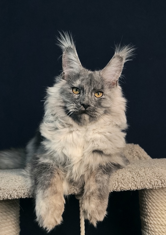 Rio Sun  Akbars - Kitten maine-coon 5 months 2 weeks