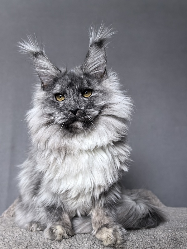 Rio Sun  Akbars - Kitten maine-coon 6 months 3.5 weeks