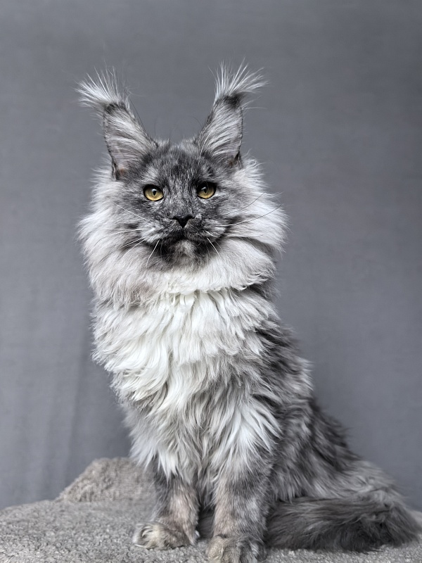 Rio Sun  Akbars - Kitten maine-coon 6 months 3.5 weeks