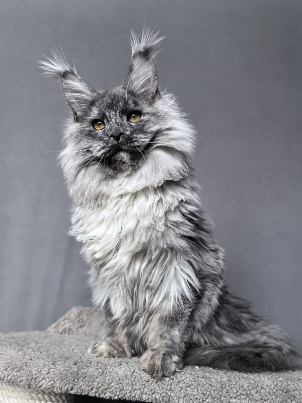 Rio Sun  Akbars - Kitten maine-coon 6 months 3.5 weeks