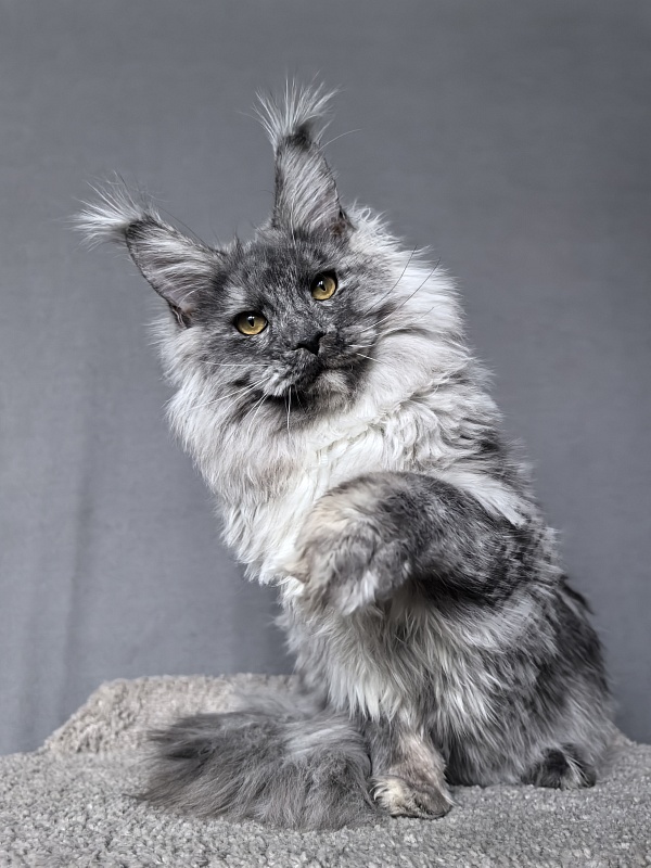 Rio Sun  Akbars - Kitten maine-coon 6 months 3.5 weeks