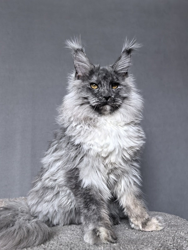 Rio Sun  Akbars - Kitten maine-coon 6 months 3.5 weeks