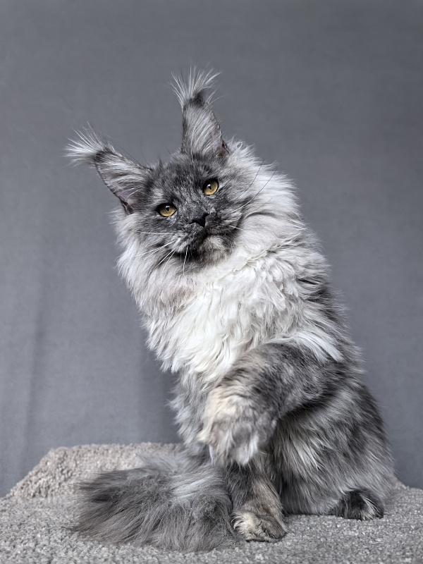 Rio Sun  Akbars - Kitten maine-coon 6 months 3.5 weeks