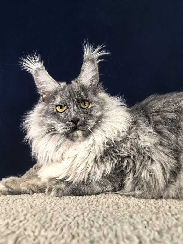 Rio Sun  Akbars - Junior maine-coon 7 months 3 weeks