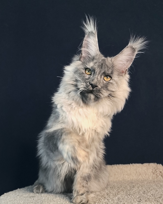 Rio Sun  Akbars - Kitten maine-coon 5 months 2 weeks