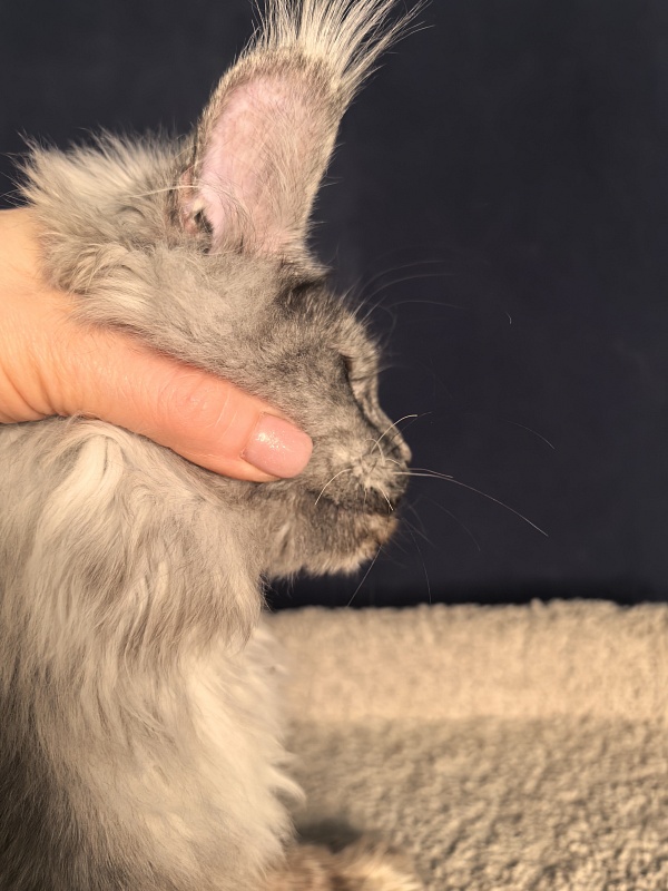 Rio Sun  Akbars - Kitten maine-coon 5 months 2 weeks