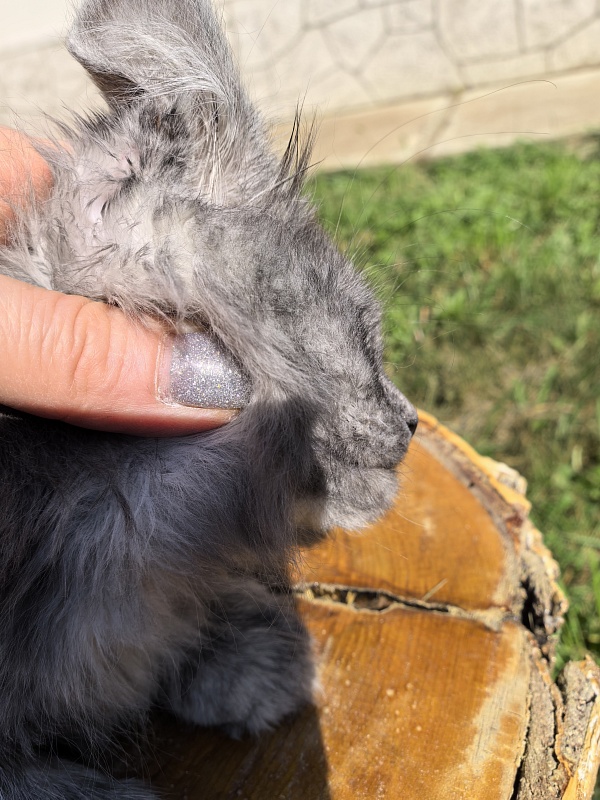 Rio Sun  Akbars - Kitten maine-coon 2 months 2 weeks