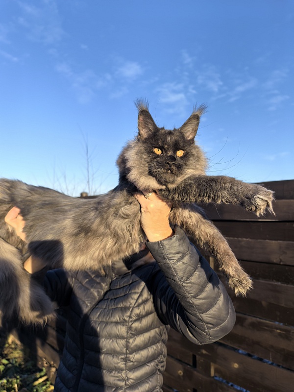 Rapira  Akbars - Kitten maine-coon 5 months 4 weeks