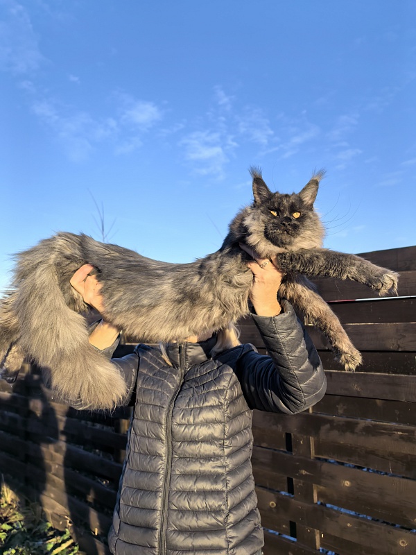 Rapira  Akbars - Kitten maine-coon 5 months 4 weeks