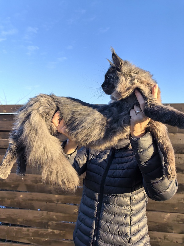 Rapira  Akbars - Kitten maine-coon 5 months 4 weeks