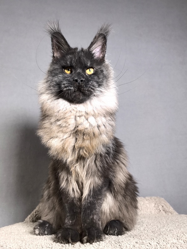 Rapira  Akbars - Junior maine-coon 7 months