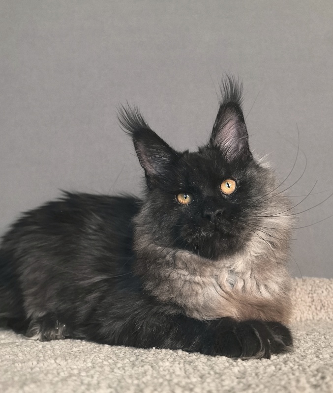 Rapira  Akbars - Kitten maine-coon 5 months 2 weeks