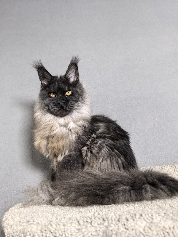 Rapira  Akbars - Junior maine-coon 7 months