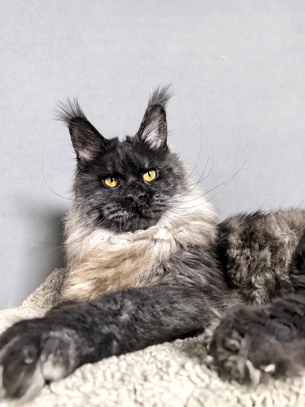 Rapira  Akbars - Junior maine-coon 7 months