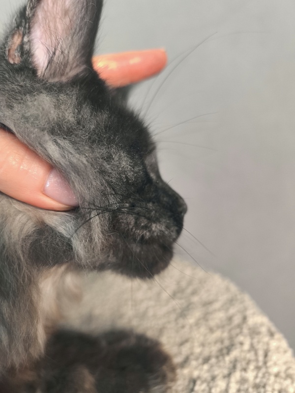 Rapira  Akbars - Kitten maine-coon 5 months 2 weeks