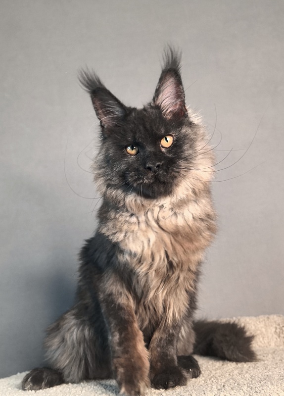 Rapira  Akbars - Kitten maine-coon 5 months 2 weeks