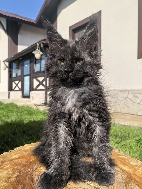Rapira  Akbars - Kitten maine-coon 2 months 4 weeks