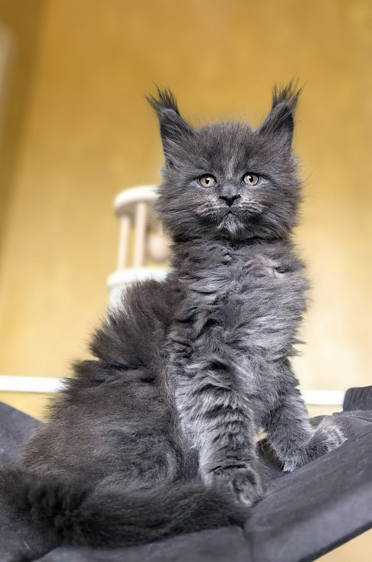 Ilya Akbars - Kitten maine-coon 1 month 2.5 weeks