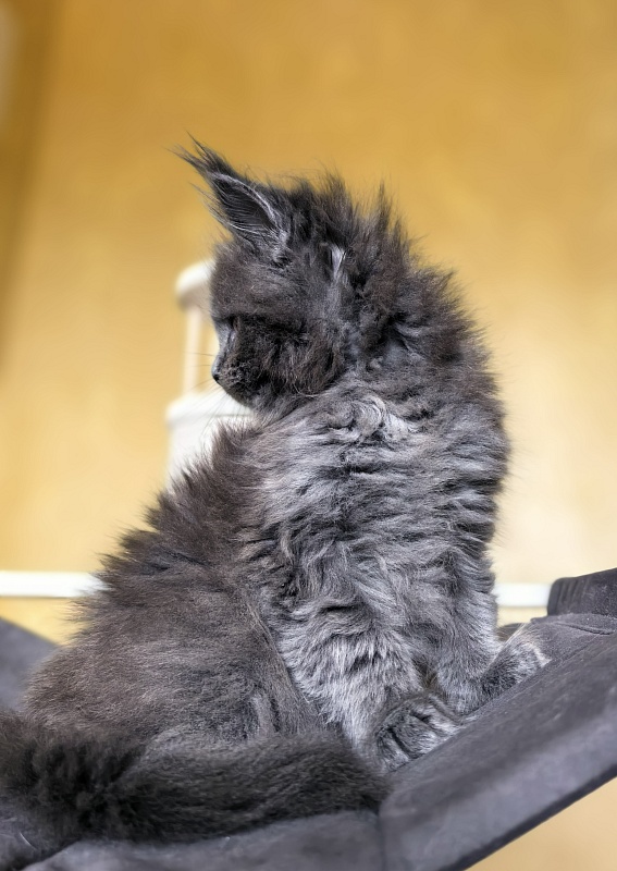 Ilya Akbars - Kitten maine-coon 1 month 2.5 weeks