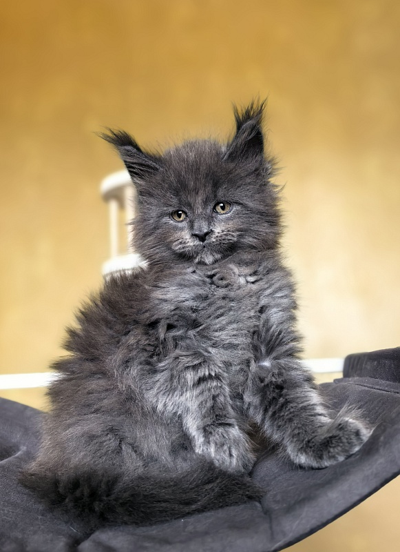 Ilya Akbars - Kitten maine-coon 1 month 2.5 weeks