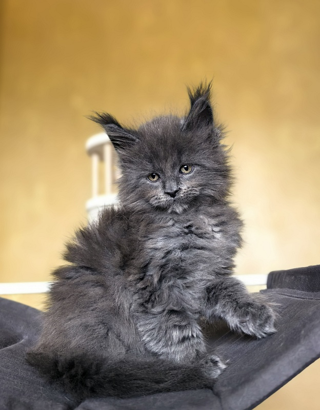 Ilya Akbars - Kitten maine-coon 1 month 2.5 weeks