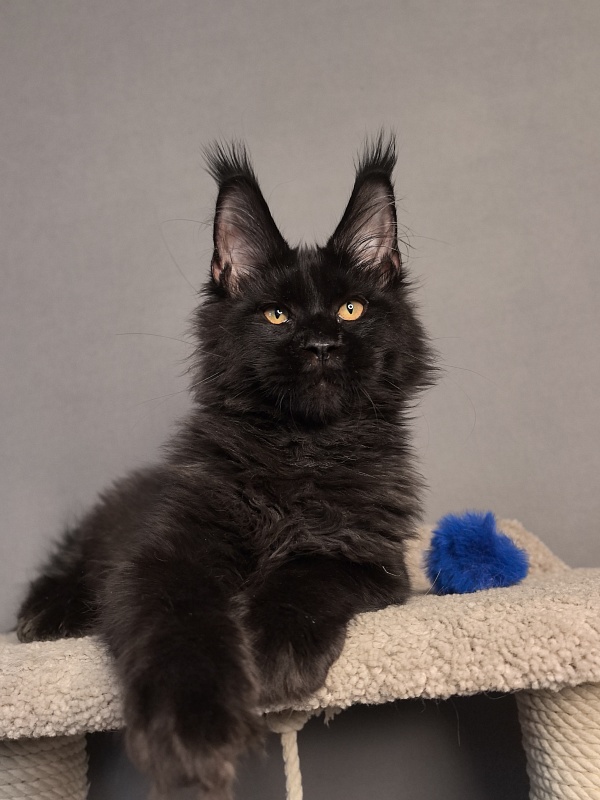 Kriss King Akbars - Kitten maine-coon 3 months 4 weeks