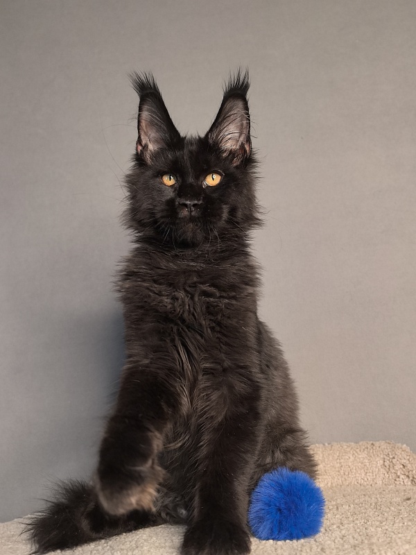 Kriss King Akbars - Kitten maine-coon 3 months 4 weeks