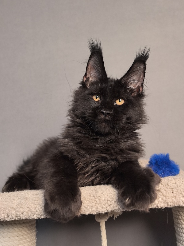 Kriss King Akbars - Kitten maine-coon 3 months 4 weeks