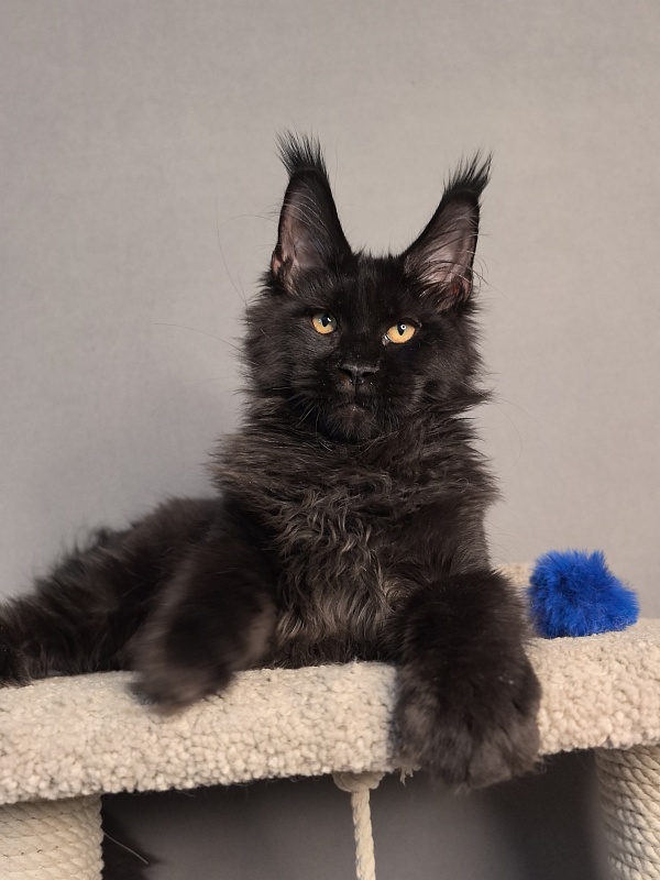 Kriss King Akbars - Kitten maine-coon 3 months 4 weeks