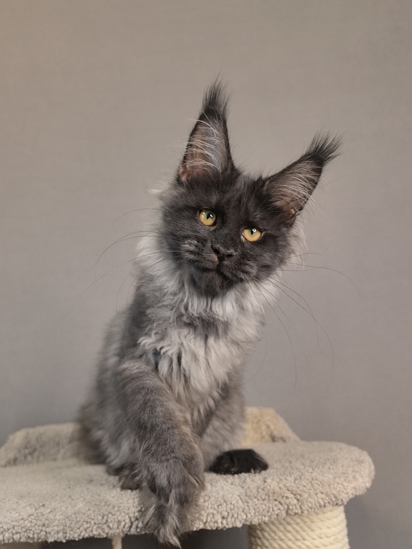 Kyla Akbars - Kitten maine-coon 3 months 3.5 weeks