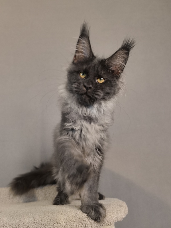 Kyla Akbars - Kitten maine-coon 3 months 3.5 weeks