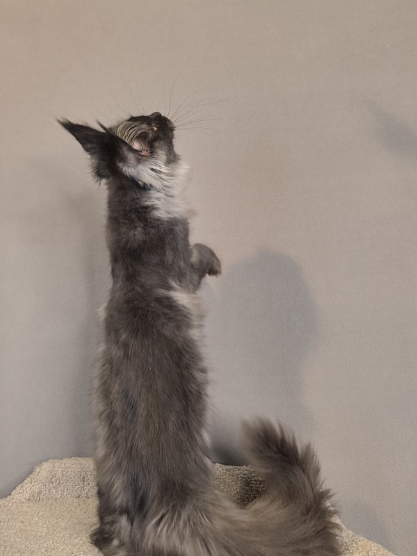 Kyla Akbars - Kitten maine-coon 3 months 3.5 weeks