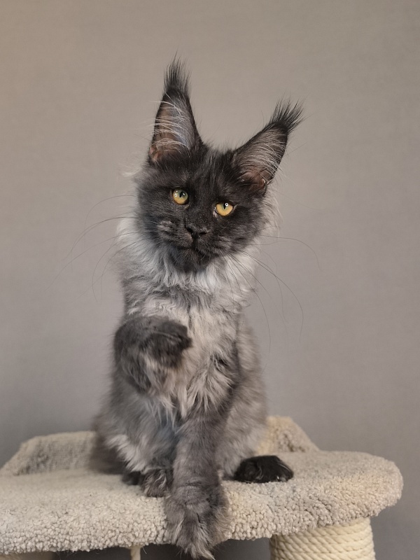 Kyla Akbars - Kitten maine-coon 3 months 3.5 weeks