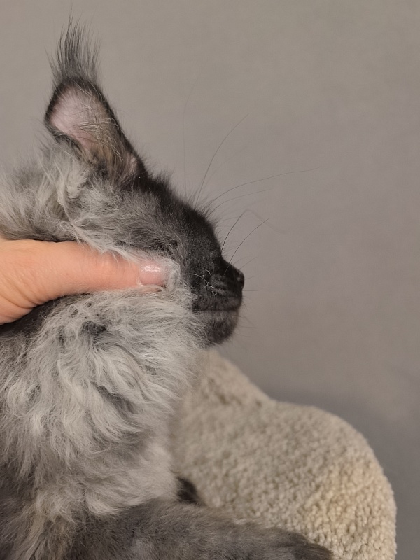 Kyla Akbars - Kitten maine-coon 3 months 3.5 weeks