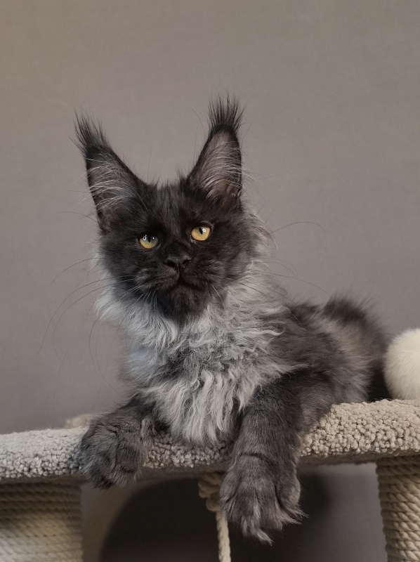 Kyla Akbars - Kitten maine-coon 3 months 3.5 weeks