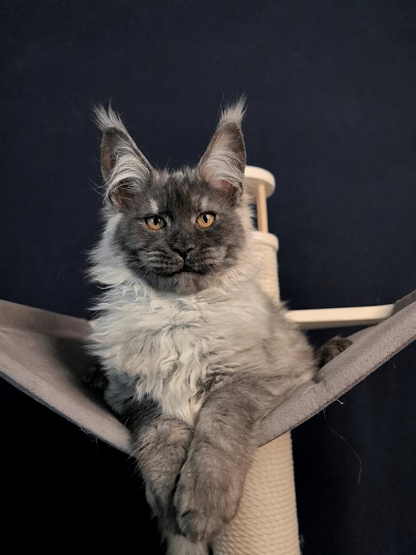 Jaguar Boy Akbars - Kitten maine-coon 3 months 1.5 week