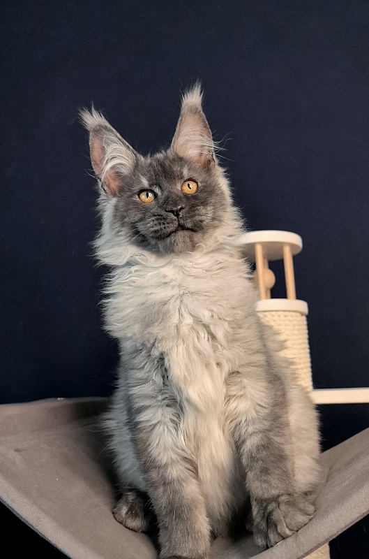 Jaguar Boy Akbars - Kitten maine-coon 3 months 1.5 week