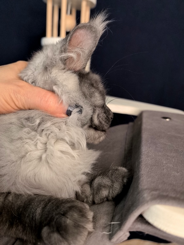 Jaguar Boy Akbars - Kitten maine-coon 3 months 1.5 week