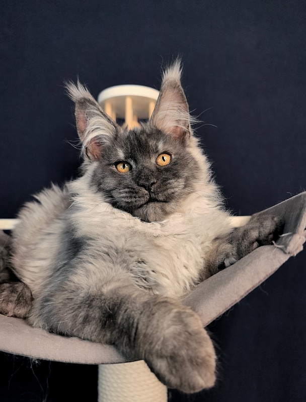 Jaguar Boy Akbars - Kitten maine-coon 3 months 1.5 week