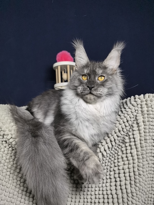 Jessi Kitty Akbars - Kitten maine-coon 5 months 1.5 week