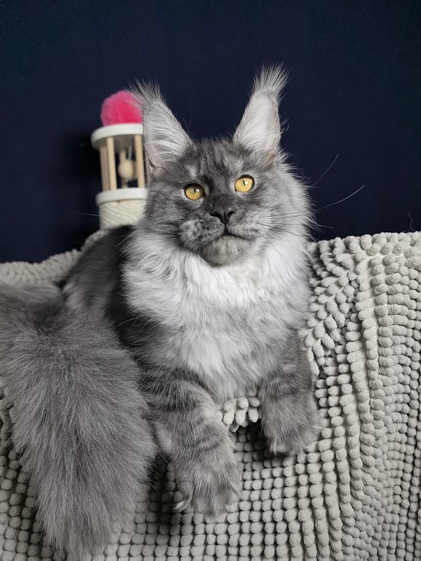 Jessi Kitty Akbars - Kitten maine-coon 5 months 1.5 week