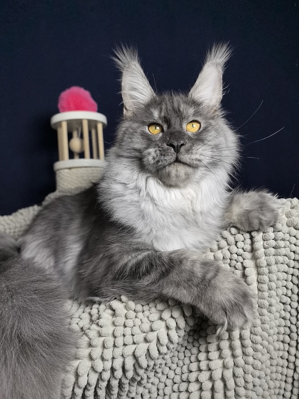 Jessi Kitty Akbars - Kitten maine-coon 5 months 1.5 week