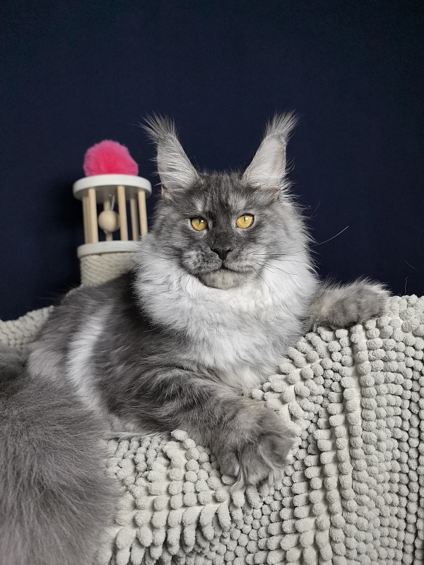 Jessi Kitty Akbars - Kitten maine-coon 5 months 1.5 week