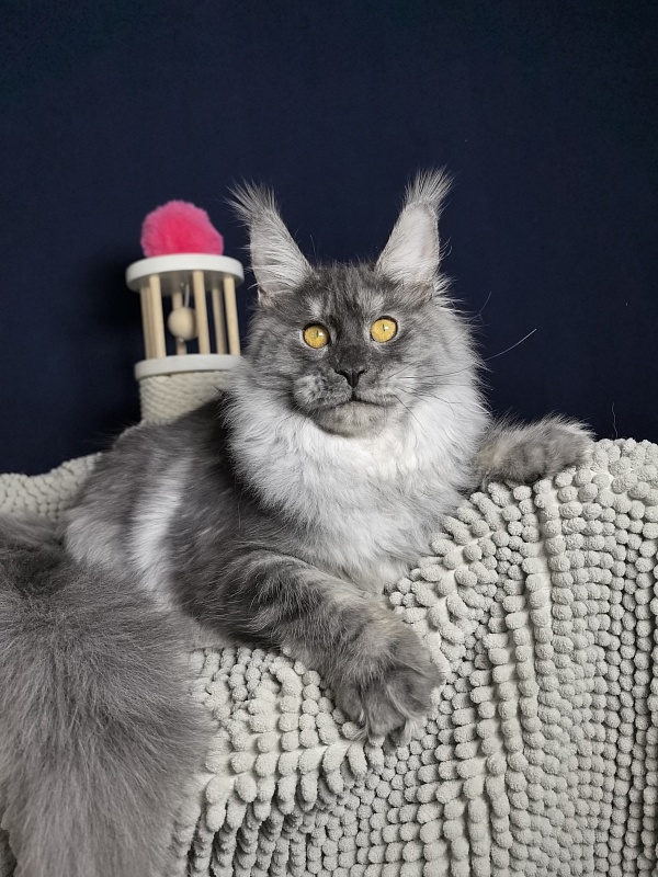 Jessi Kitty Akbars - Kitten maine-coon 5 months 1.5 week