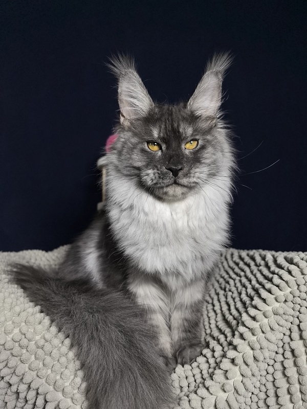 Jessi Kitty Akbars - Kitten maine-coon 5 months 1.5 week