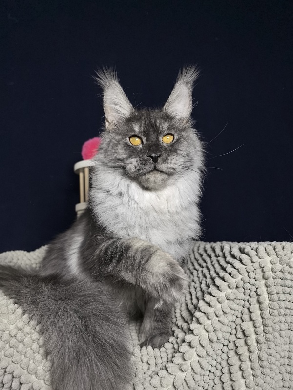 Jessi Kitty Akbars - Kitten maine-coon 5 months 1.5 week