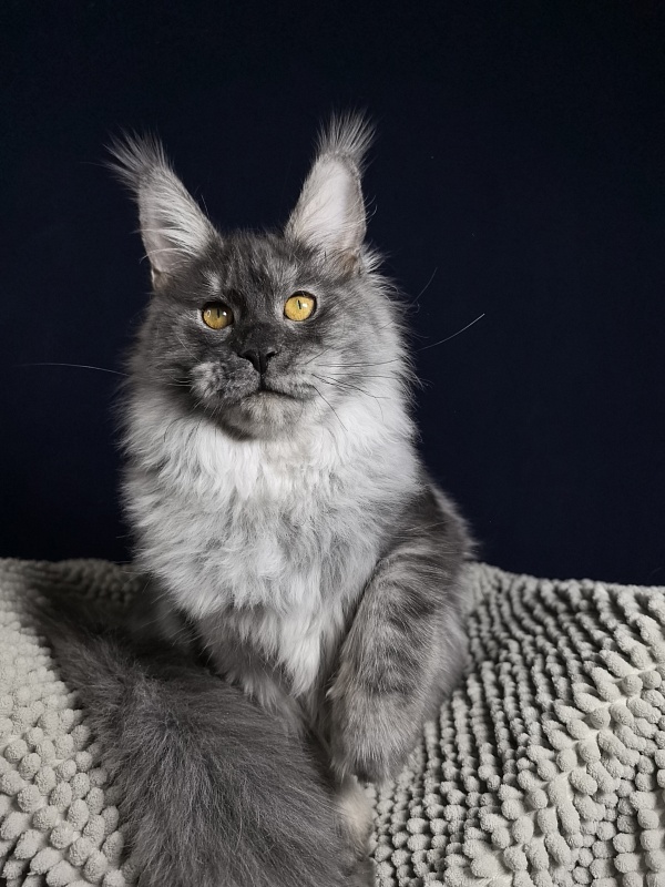 Jessi Kitty Akbars - Kitten maine-coon 5 months 1.5 week