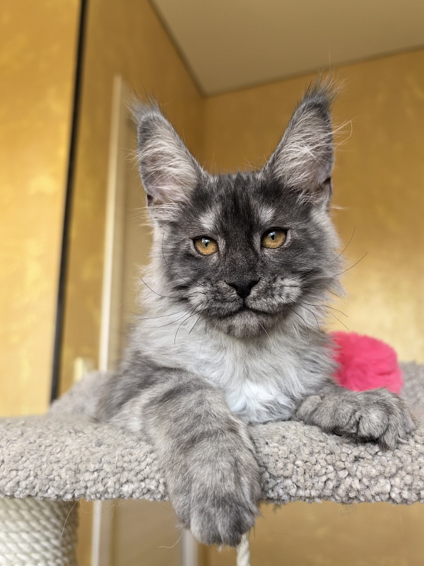 Jessi Kitty Akbars - Kitten maine-coon 3 months