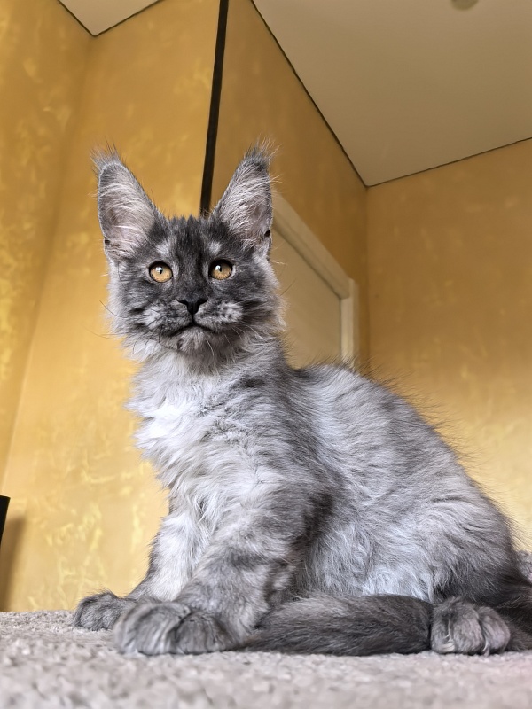 Jessi Kitty Akbars - Kitten maine-coon 3 months