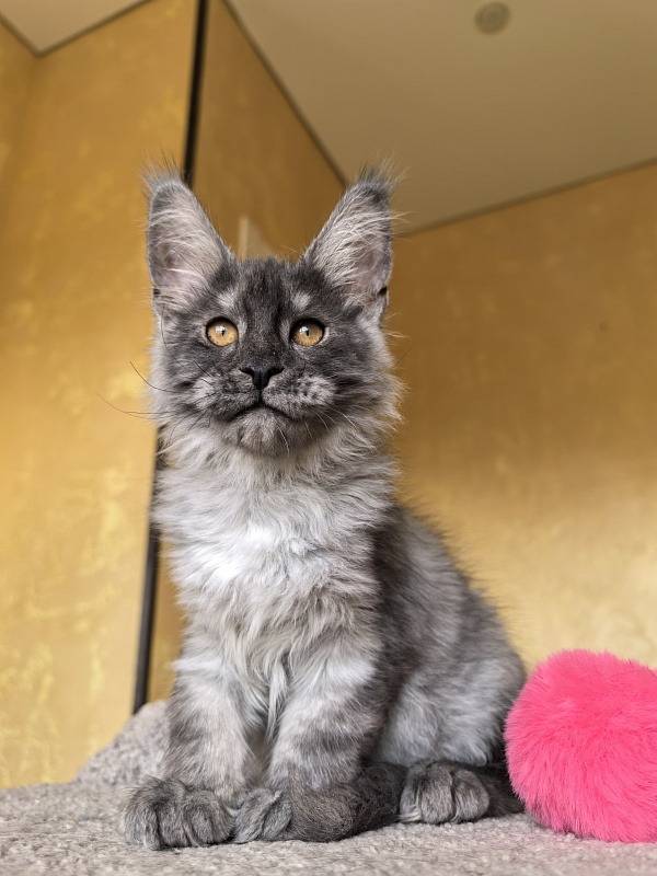 Jessi Kitty Akbars - Kitten maine-coon 3 months